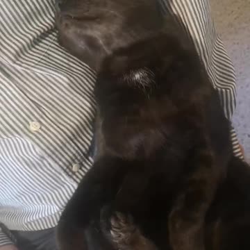 Combing Happy's Cat's Hair