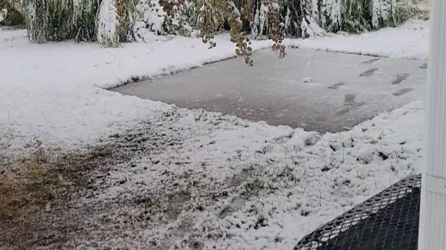 Tree split in three by snowfall.