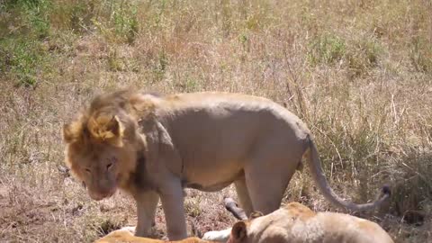 The pride of The lion is extinguished By the buffalo with terrifying attacks