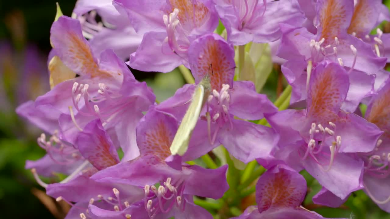 Butterfly on Flower 1