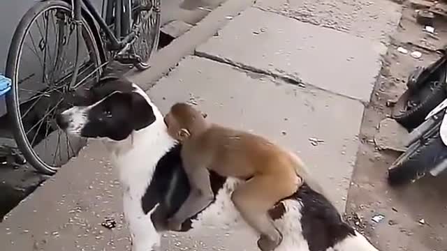 Monkey 🐒 and dog friend ship