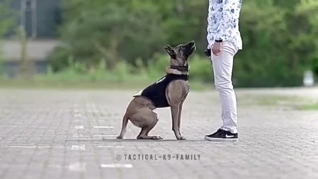 Dog Working on commands combo