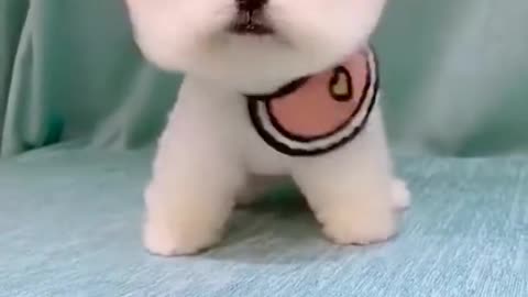 Cute Puppy