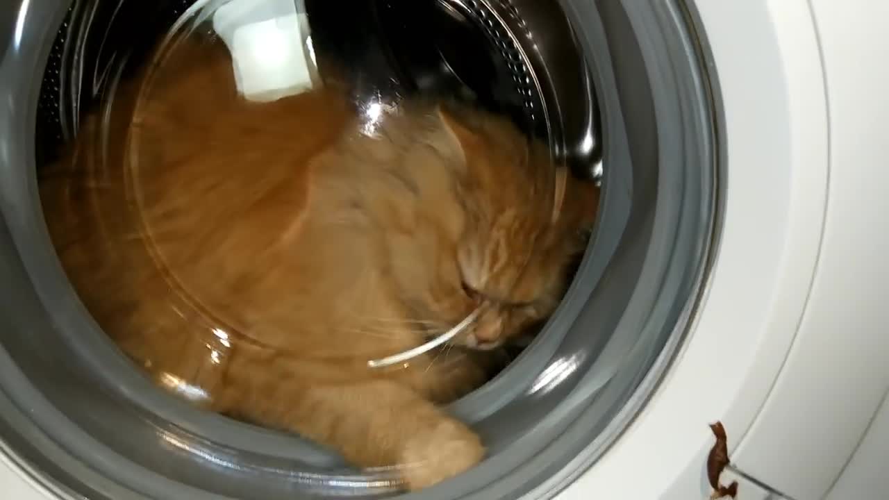 Experiment with cute Cat in а Washing Machine