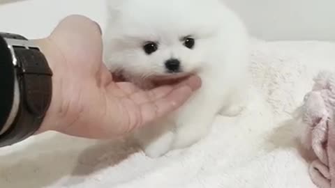 CUTE FLUFFY POMERANIAN