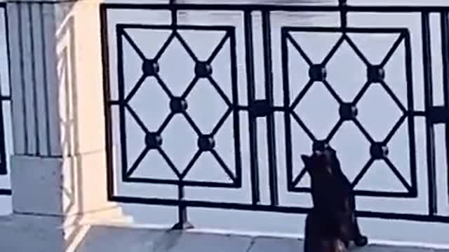 how to treat our enemies_shorts_funny video_cat funny reaction