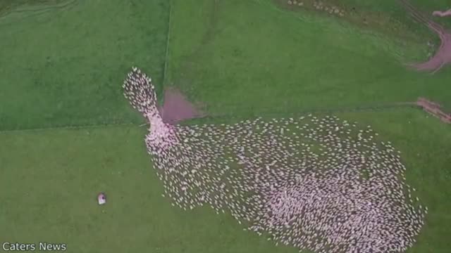 interessting sheep bird perspective moving all together