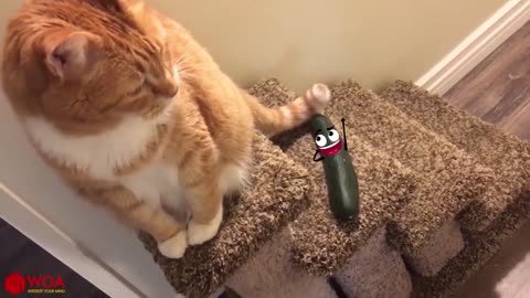 How to Prank Your Cat?- New Funny Videos 2021