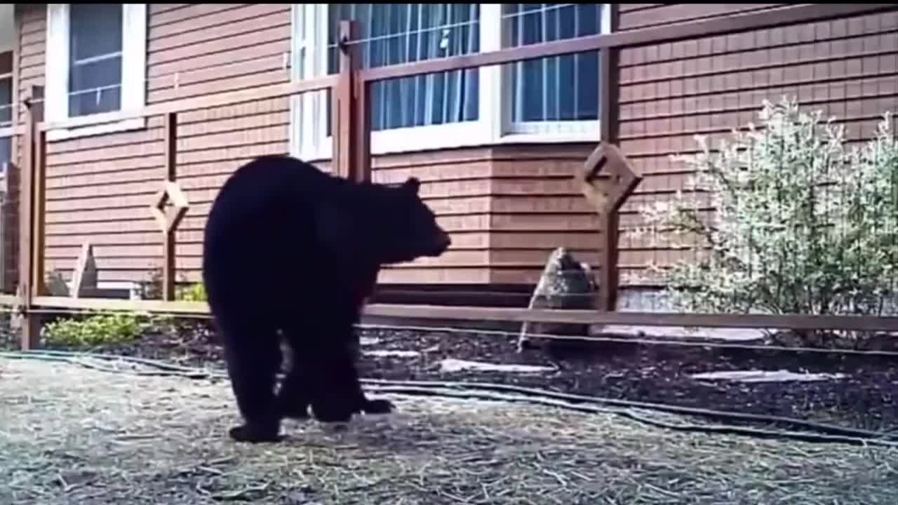 Funny animals shocked by the fence