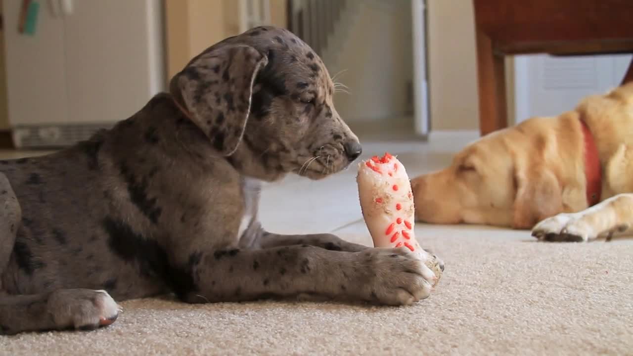 Dog With Chew Toy