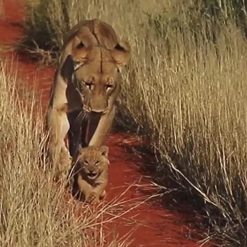 Mommy lion dribbles her tiny cub like a soccer ball ⚽️🤭