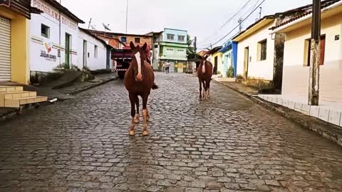 Veja esses cavalos na rua