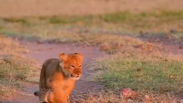 Cute Cubs With Mother Lion SOO CUTYYY!