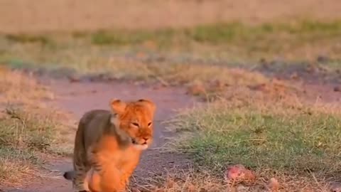 Cute Cubs With Mother Lion SOO CUTYYY!