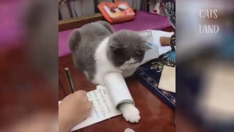 OMG So Cute Cats ♥ Best Funny Cat Videos 2020 #47