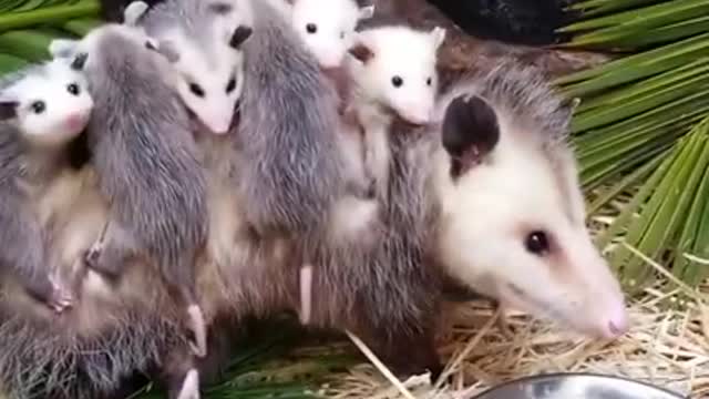 Velcro babies Remembering one of our favorite mamas