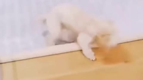 You will laugh at the dog 🤣 Funny Dog Video