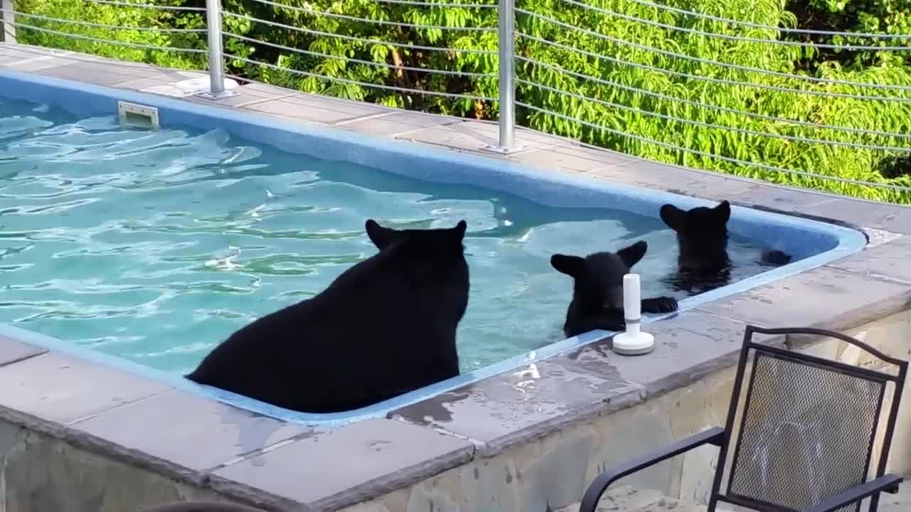 Bears have a pool party!