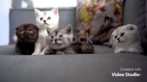 Small four kittens in different colors