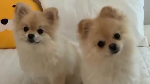 Awww so cute baby dogs | Funny animal pet videos