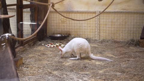 White kangaroo is at the zoo