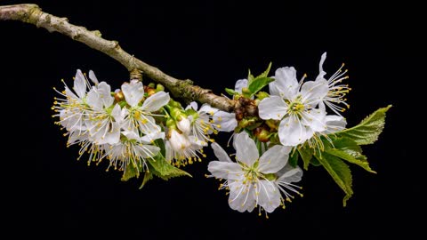 nature flower