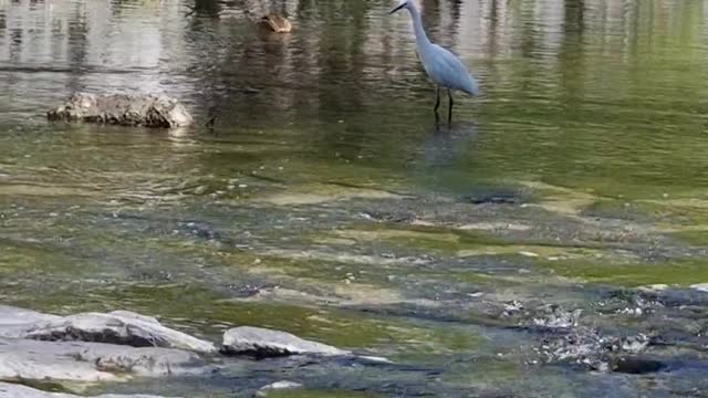 Ducks and swans are looking for food on the water.