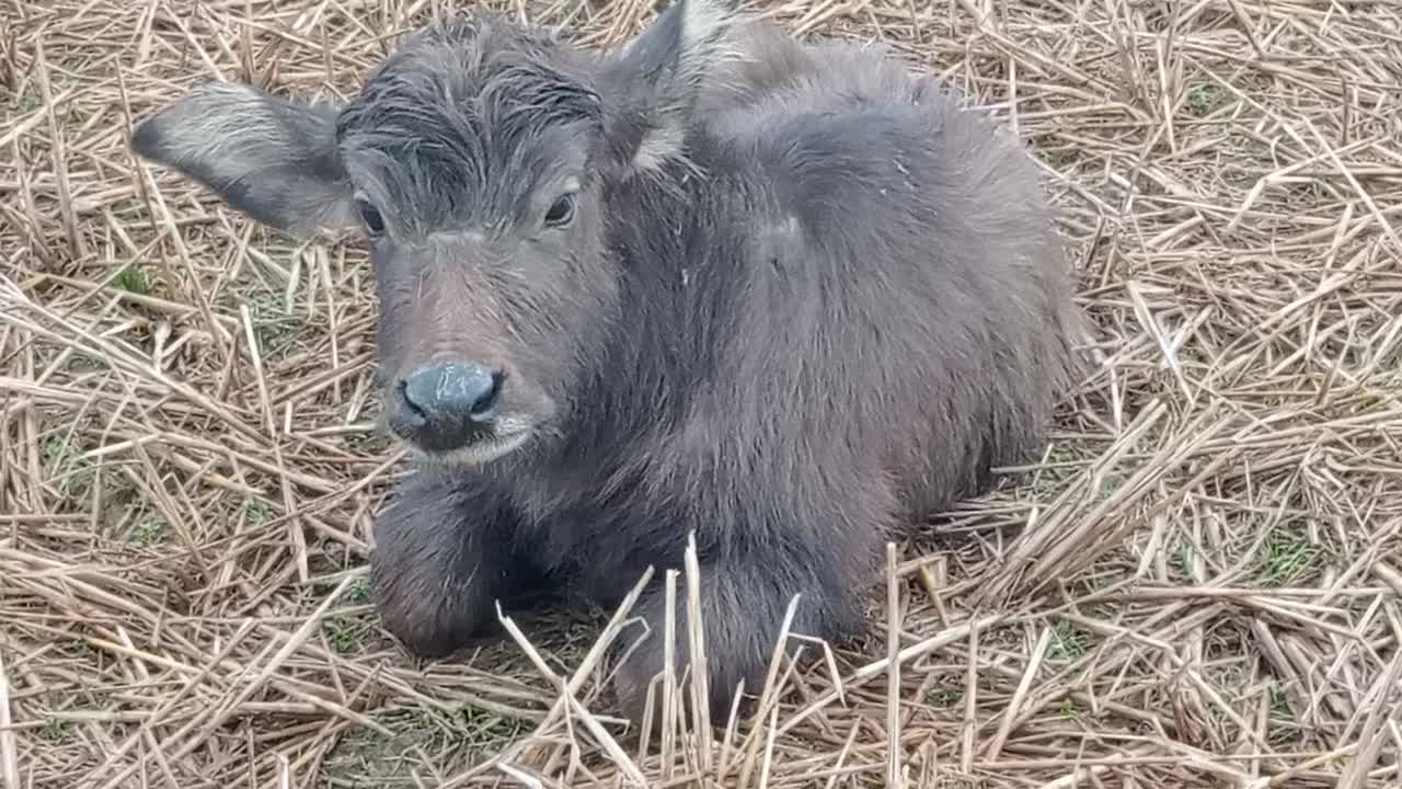 Cute animals videos | baby buffalo funny videos