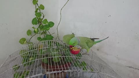 Parrot not want to share eating