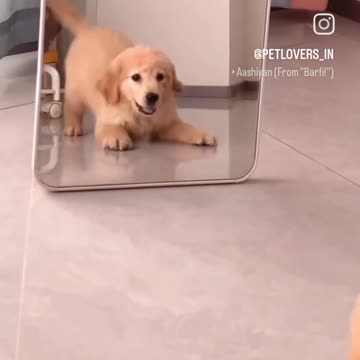 Cute puppy animal beautiful animals 😻 animal lover