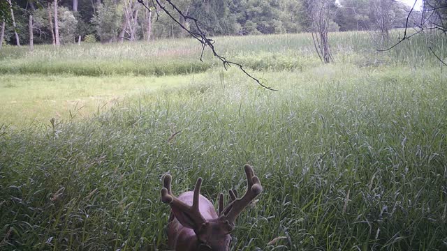 Fred Zepplin 2022. First Buck Of The Season! 6/30/22