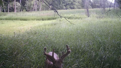 Fred Zepplin 2022. First Buck Of The Season! 6/30/22