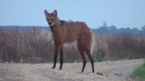 Maned Wolf brazil