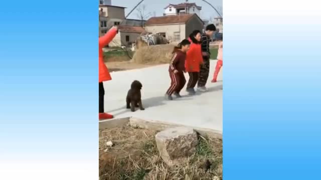 Dog jumping rope