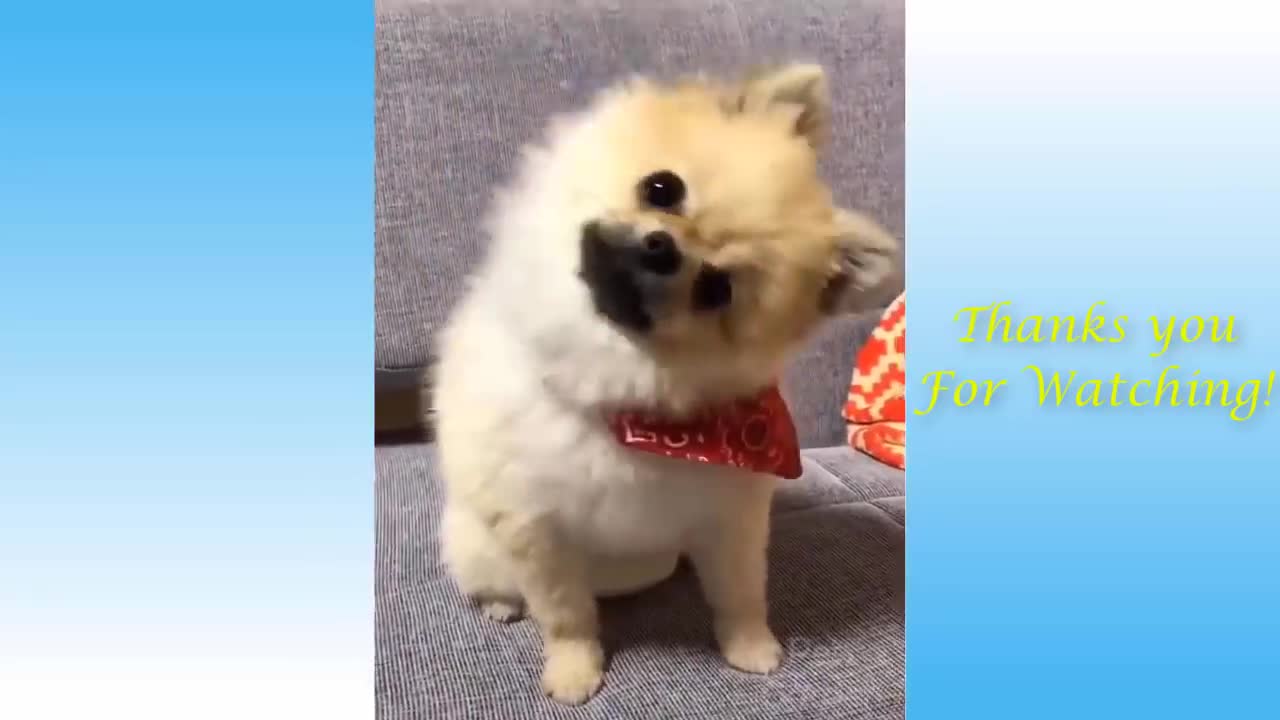 Cute Pets And Funny Pet Compilation