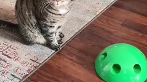 This cat is making me laugh silly. Record every day of the cat