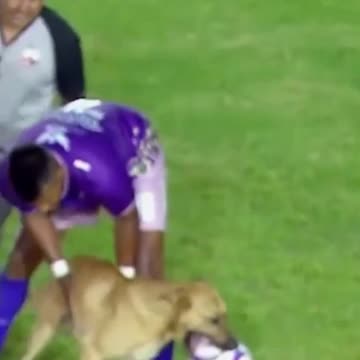 Funny Dog enter the Football Ground | Funniest dog viral video