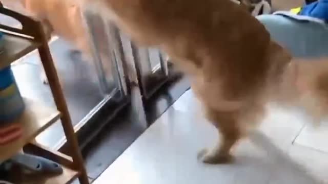 dog opening the door for the brothers