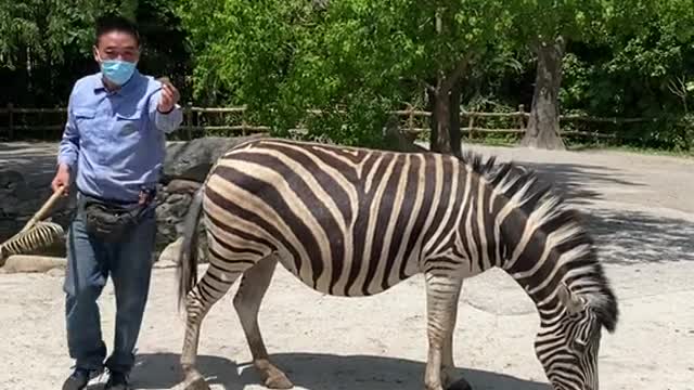 A zebra
