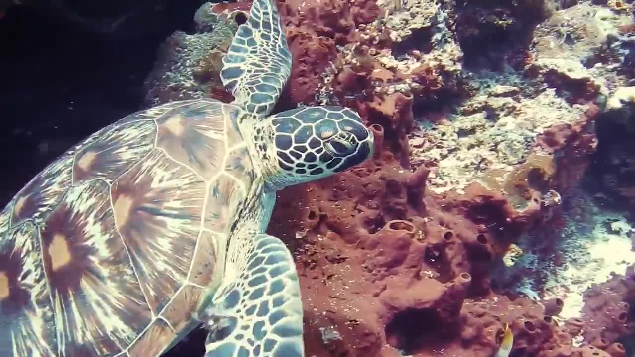 Beautiful ornamental seabed..🐟🐠🐡🐙🦑🐢