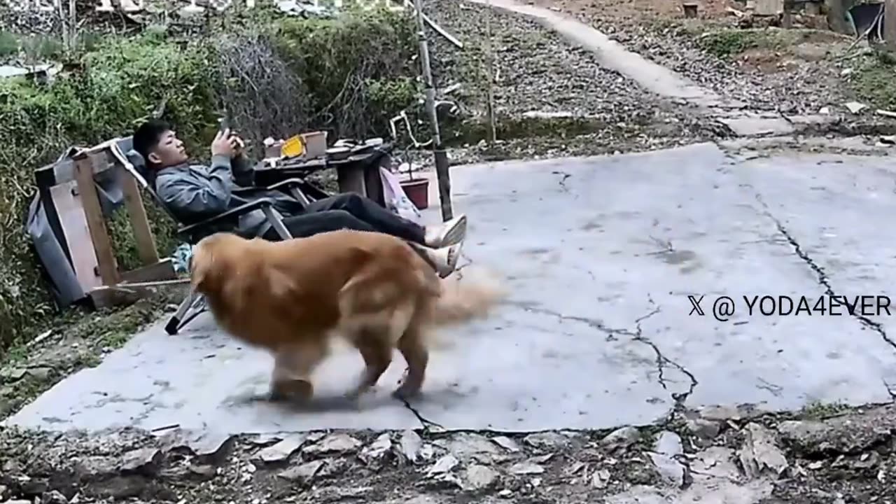 Good boy brought a wasp's nest to his owner as a gift..🐕🐾🐝😏