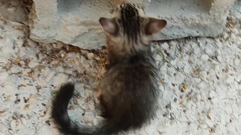 Two cats playing together