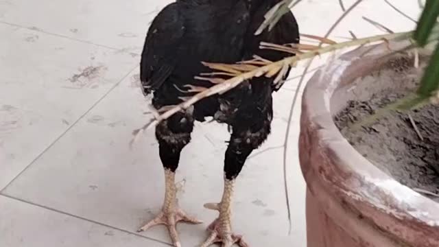 Rooster 🐓 Video By Kingdom of Awais