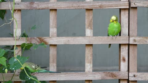 A bird playing in the trees.