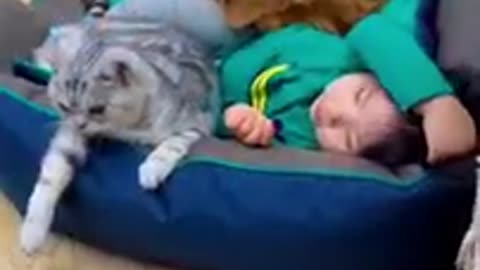 Cat and dog friendship in funny video