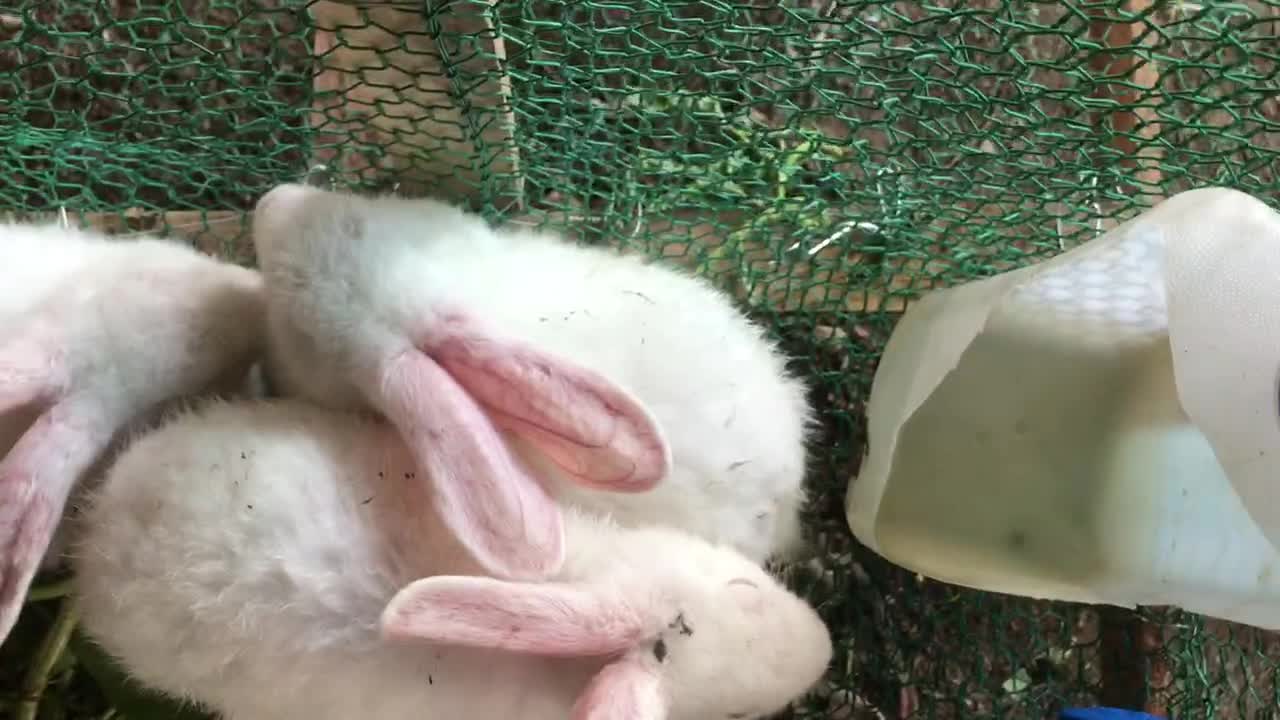 Rabbits eating water lemon