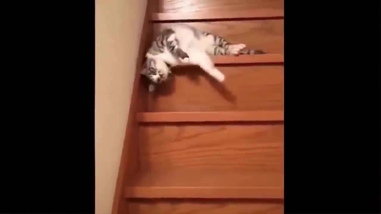 Funny Cat video