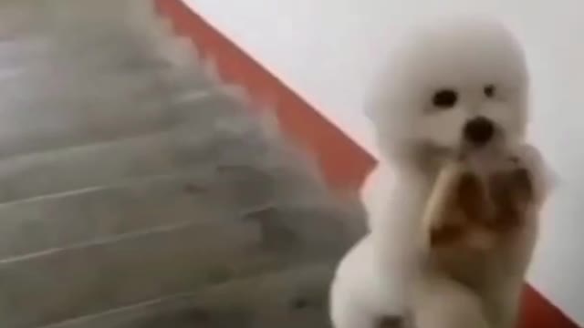 Cute puppy walks up stairs just a man
