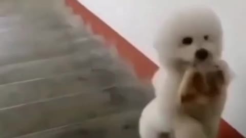 Cute puppy walks up stairs just a man