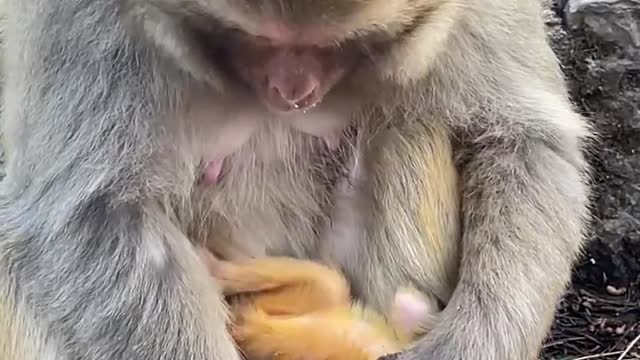 monkey picking fleas